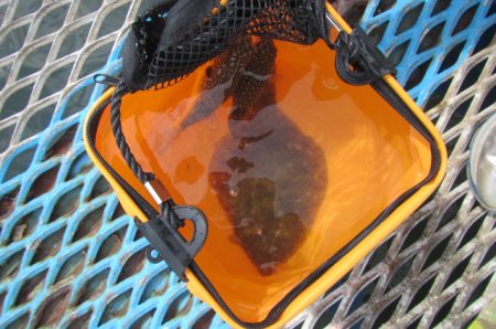 オリジナルメーカー海づり公園(市原市海づり施設) 釣果