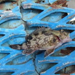 オリジナルメーカー海づり公園(市原市海づり施設) 釣果