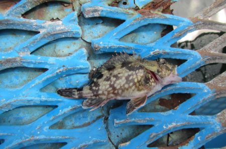 オリジナルメーカー海づり公園(市原市海づり施設) 釣果