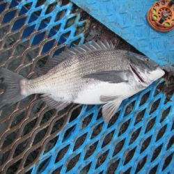 オリジナルメーカー海づり公園(市原市海づり施設) 釣果