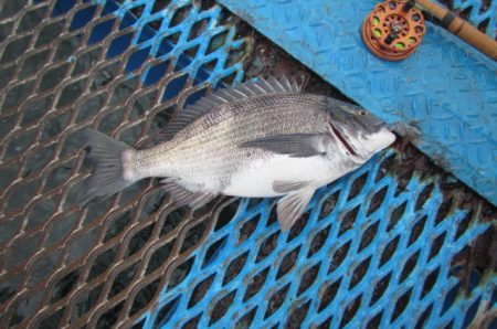 オリジナルメーカー海づり公園(市原市海づり施設) 釣果