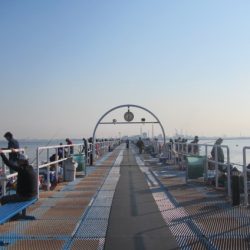 オリジナルメーカー海づり公園(市原市海づり施設) 釣果