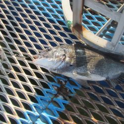 オリジナルメーカー海づり公園(市原市海づり施設) 釣果