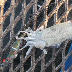 オリジナルメーカー海づり公園(市原市海づり施設) 釣果