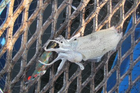 オリジナルメーカー海づり公園(市原市海づり施設) 釣果