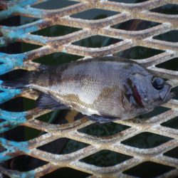 オリジナルメーカー海づり公園(市原市海づり施設) 釣果