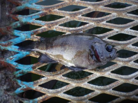 オリジナルメーカー海づり公園(市原市海づり施設) 釣果
