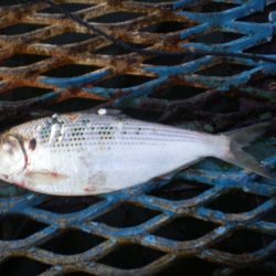 オリジナルメーカー海づり公園(市原市海づり施設) 釣果