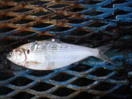 オリジナルメーカー海づり公園(市原市海づり施設) 釣果