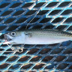 オリジナルメーカー海づり公園(市原市海づり施設) 釣果