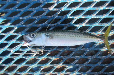 オリジナルメーカー海づり公園(市原市海づり施設) 釣果