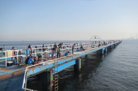 オリジナルメーカー海づり公園(市原市海づり施設) 釣果