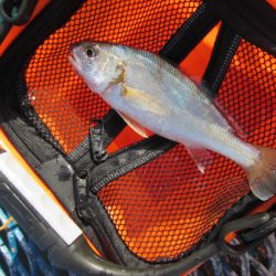 オリジナルメーカー海づり公園(市原市海づり施設) 釣果