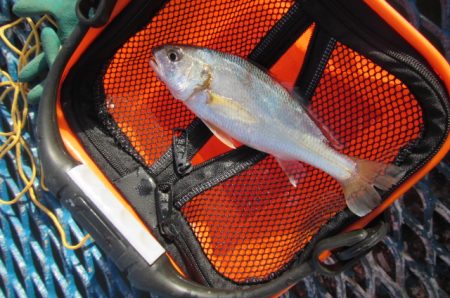 オリジナルメーカー海づり公園(市原市海づり施設) 釣果