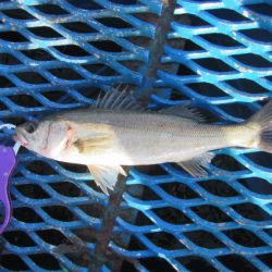 オリジナルメーカー海づり公園(市原市海づり施設) 釣果