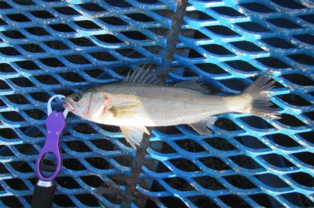 オリジナルメーカー海づり公園(市原市海づり…