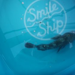 オリジナルメーカー海づり公園(市原市海づり施設) 釣果