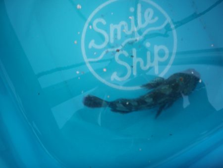 オリジナルメーカー海づり公園(市原市海づり施設) 釣果