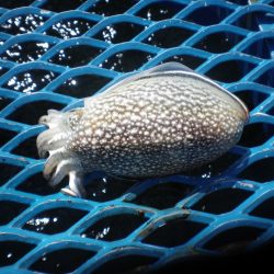 オリジナルメーカー海づり公園(市原市海づり施設) 釣果