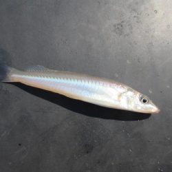 オリジナルメーカー海づり公園(市原市海づり施設) 釣果