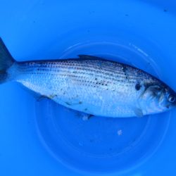 オリジナルメーカー海づり公園(市原市海づり施設) 釣果