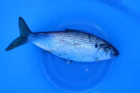 オリジナルメーカー海づり公園(市原市海づり施設) 釣果