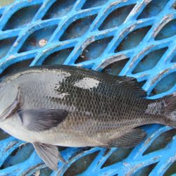 オリジナルメーカー海づり公園(市原市海づり施設) 釣果