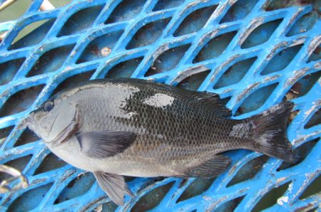 オリジナルメーカー海づり公園(市原市海づり施設) 釣果