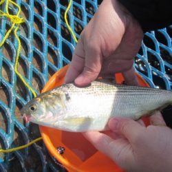 オリジナルメーカー海づり公園(市原市海づり施設) 釣果