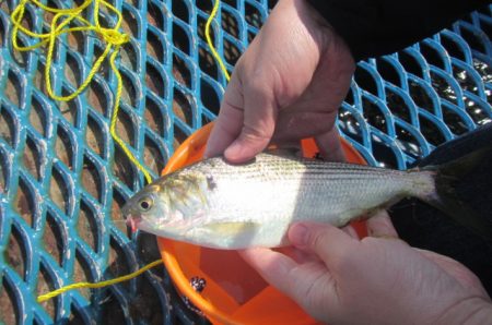 オリジナルメーカー海づり公園(市原市海づり施設) 釣果