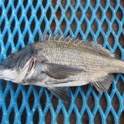 オリジナルメーカー海づり公園(市原市海づり施設) 釣果