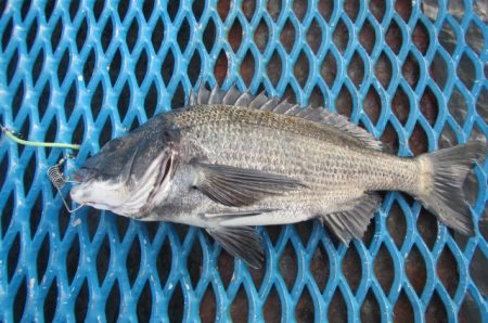 オリジナルメーカー海づり公園(市原市海づり施設) 釣果