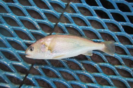 オリジナルメーカー海づり公園(市原市海づり…