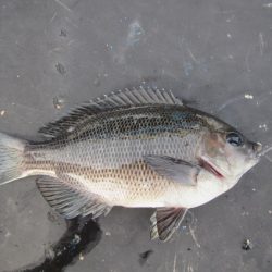 オリジナルメーカー海づり公園(市原市海づり施設) 釣果