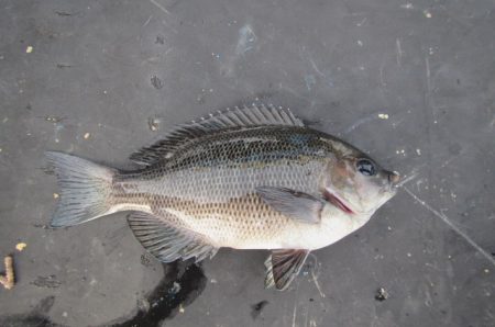 オリジナルメーカー海づり公園(市原市海づり施設) 釣果