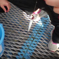 オリジナルメーカー海づり公園(市原市海づり施設) 釣果