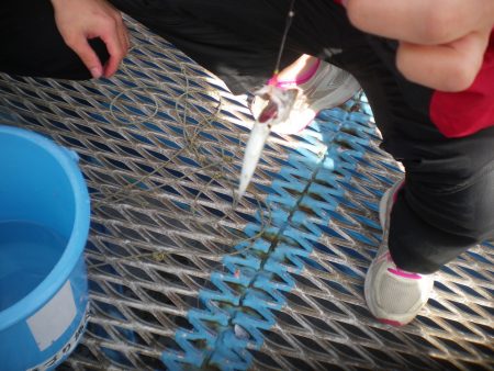 オリジナルメーカー海づり公園(市原市海づり施設) 釣果