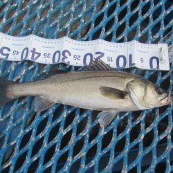 オリジナルメーカー海づり公園(市原市海づり施設) 釣果