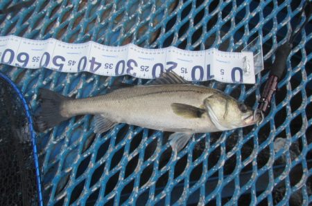 オリジナルメーカー海づり公園(市原市海づり施設) 釣果