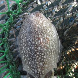 オリジナルメーカー海づり公園(市原市海づり施設) 釣果