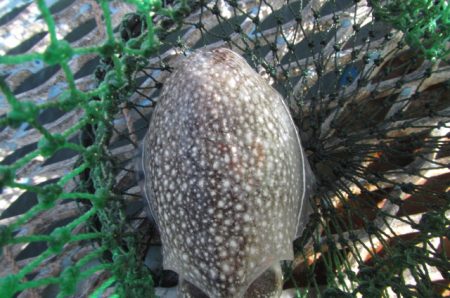 オリジナルメーカー海づり公園(市原市海づり施設) 釣果