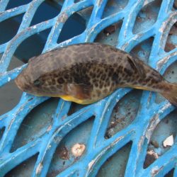 オリジナルメーカー海づり公園(市原市海づり施設) 釣果