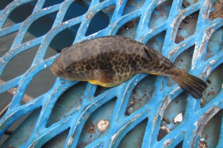 オリジナルメーカー海づり公園(市原市海づり施設) 釣果