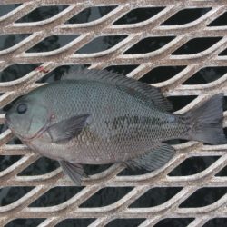 オリジナルメーカー海づり公園(市原市海づり施設) 釣果