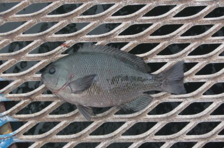 オリジナルメーカー海づり公園(市原市海づり施設) 釣果