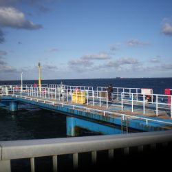 オリジナルメーカー海づり公園(市原市海づり施設) 釣果