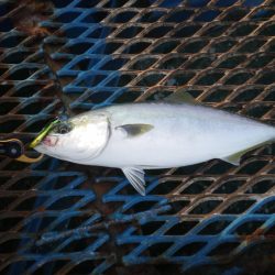 オリジナルメーカー海づり公園(市原市海づり施設) 釣果