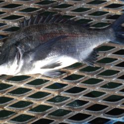 オリジナルメーカー海づり公園(市原市海づり施設) 釣果