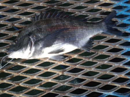 オリジナルメーカー海づり公園(市原市海づり施設) 釣果