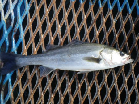 オリジナルメーカー海づり公園(市原市海づり…